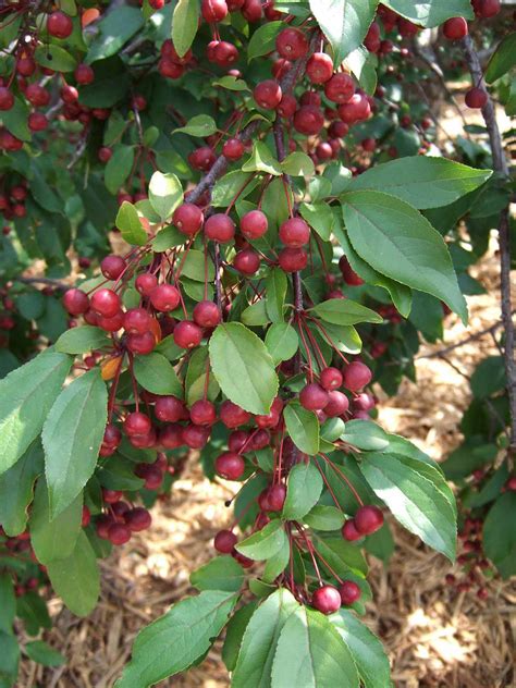 Traditional Uses and Folklore of Indian Magic Crabapple